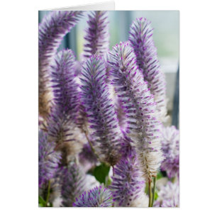 Tarjeta Rosa Mulla Mulla