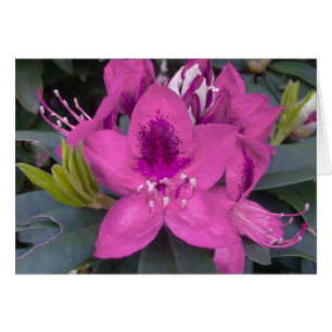 Tarjeta rosa Rhododendron