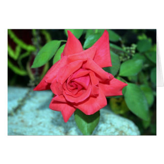 Tarjeta rosa roja