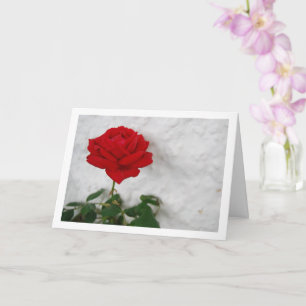 Tarjeta Rosa Roja contra Pared Blanca