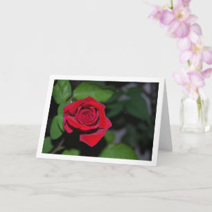Tarjeta Rosa Roja Sencilla y Hojas Verdes