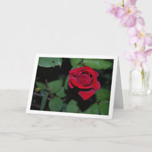 Tarjeta Rosa Roja Sencilla y Hojas Verdes
