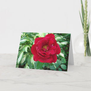 Tarjeta Rosa rojo y Hostas de Varigated