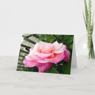 Tarjeta Rosa Rosa