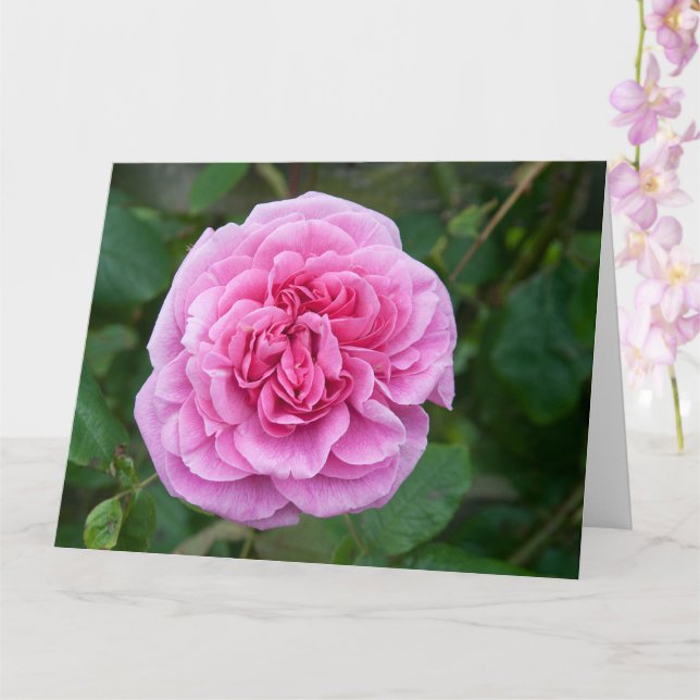 Tarjeta Rosa rosa (Orquídea)