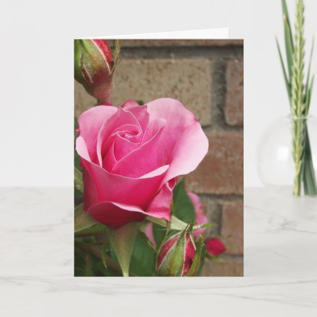 Tarjeta Rosa rosa con ladrillos (Anverso)