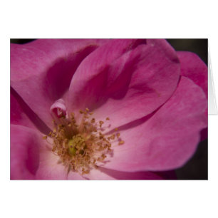 Tarjeta rosa rosa rosa