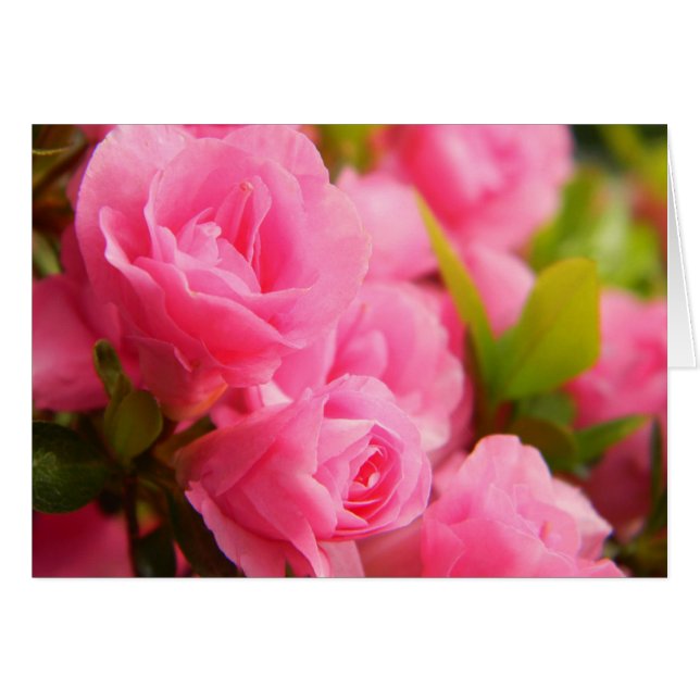 Tarjeta rosa rosa rosa (Anverso (Horizontal))