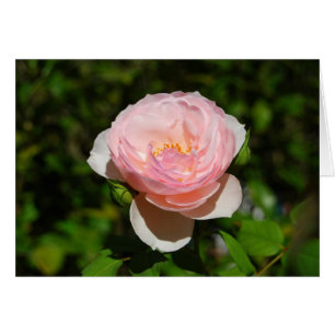 Tarjeta rosa rosa rosa