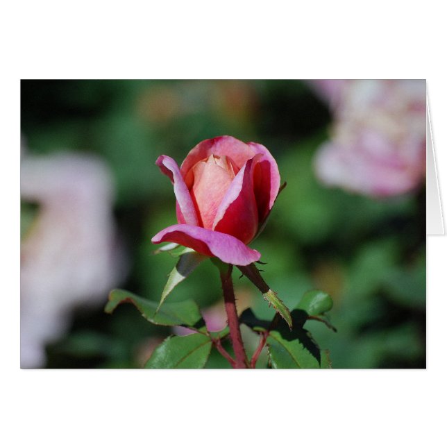 Tarjeta Rosa rosa y rosa (Anverso (Horizontal))