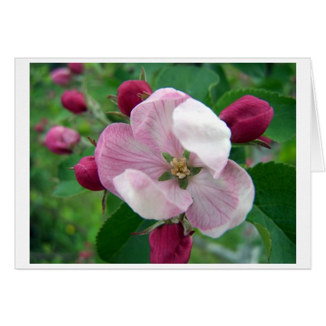 Tarjeta Rosa silvestre (Anverso (Horizontal))