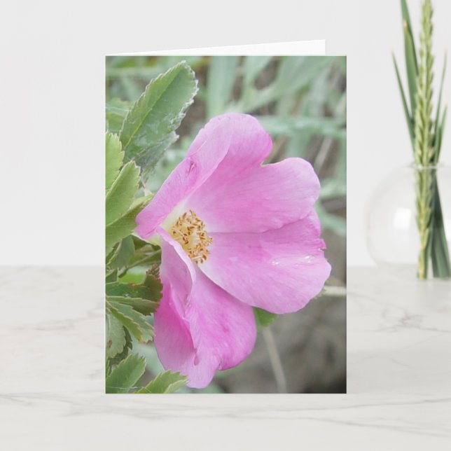 Tarjeta Rosa silvestre F4b (Anverso)