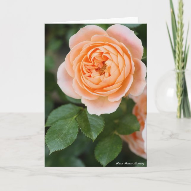 Tarjeta Rosa Sunset Memory:Greeting card (Anverso)