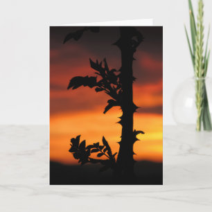 Tarjeta Rosa Thorns Sunset Nature Photo