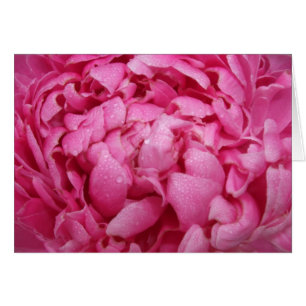 Tarjeta rosada brillante del Peony