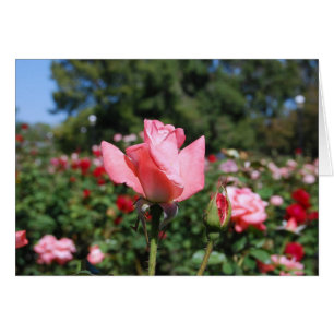 Tarjeta rosada de los rosas