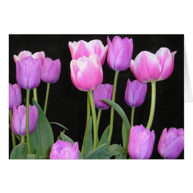 Tarjeta rosada de tulipanes (Anverso (Horizontal))