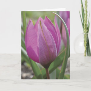 Tarjeta rosada del día de madre del tulipán