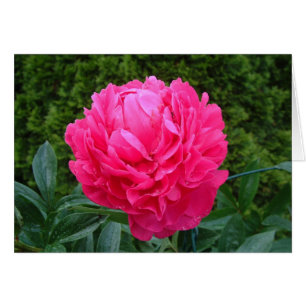 Tarjeta rosada del Peony