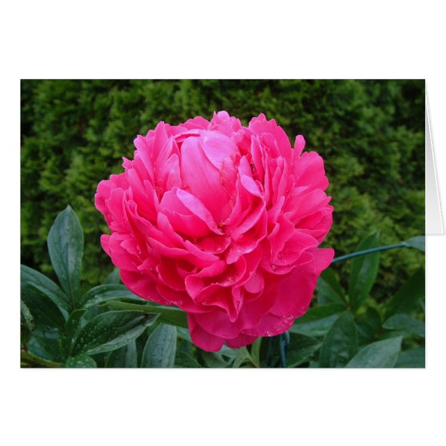 Tarjeta rosada del Peony (Anverso (Horizontal))