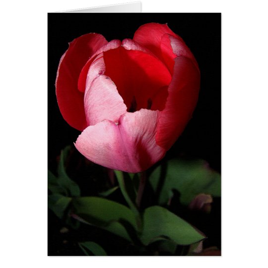 Tarjeta rosada del tulipán