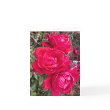 Rosas Rojas, Tres Rosas Rojas Oscuras En Una Foto 