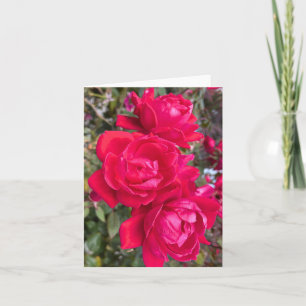 Tarjeta Rosas Rojas, Tres Rosas Rojas Oscuras En Una Foto