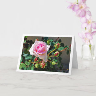 Tarjeta Rosas Rosadas