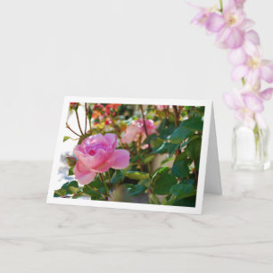 Tarjeta Rosas Rosadas
