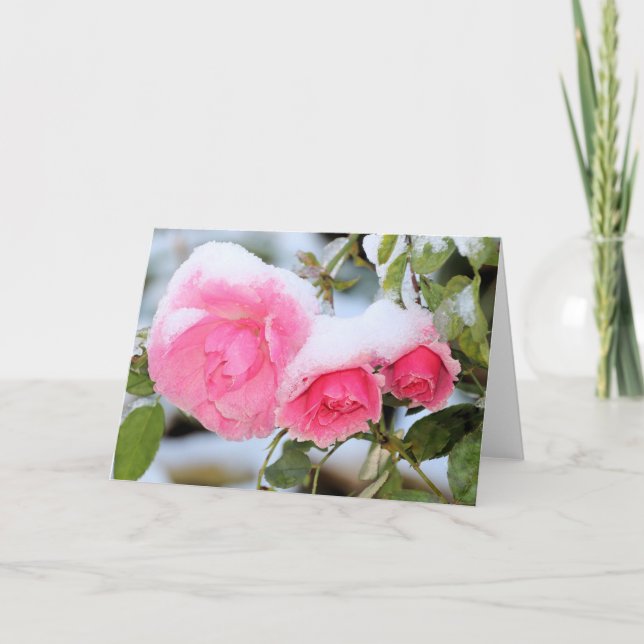 Tarjeta Rosas rosas rosadas cubiertas de nieve (Anverso)