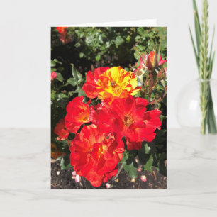 Tarjeta Roses Rojas y Amarillas, Portland, Oregón