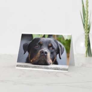 Tarjeta rottweiler 2.png