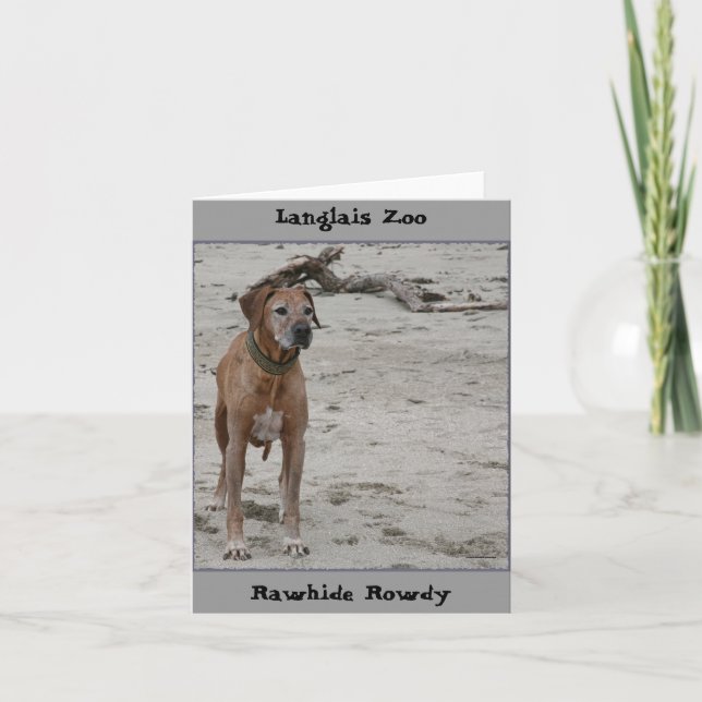 Tarjeta Rowdy, Rawhide Rowdy, el zoológico de Langlais (Anverso)