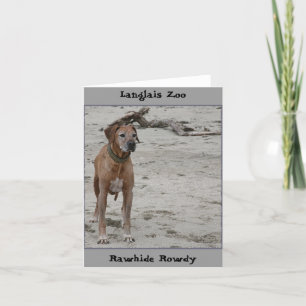Tarjeta Rowdy, Rawhide Rowdy, el zoológico de Langlais