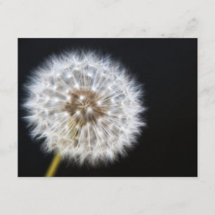Tarjeta RSVP de Dandelion Wedding