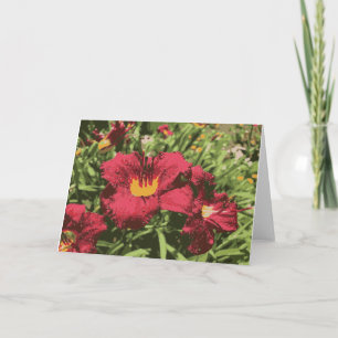 Tarjeta Ruby Spider Daylily Flores Occidentales Lily Rojo