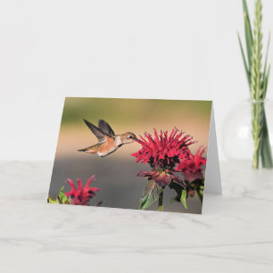 Tarjeta Rufous Hummingbird