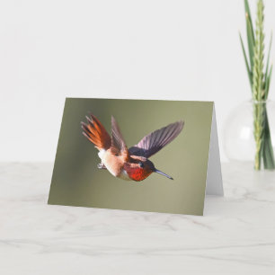 Tarjeta Rufous Hummingbird en vuelo