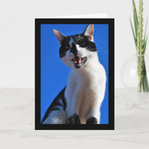 Tarjeta Rugido del gato doméstico