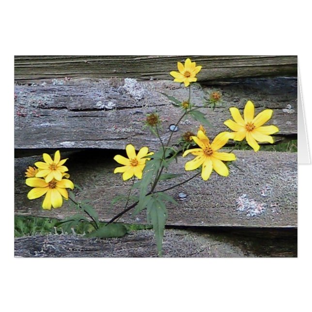 Tarjeta Rustic Daisy (Anverso (Horizontal))