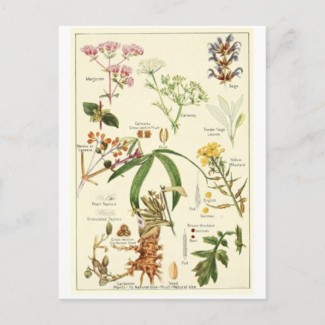 Tarjeta sabia de la receta de la postal del (Anverso)