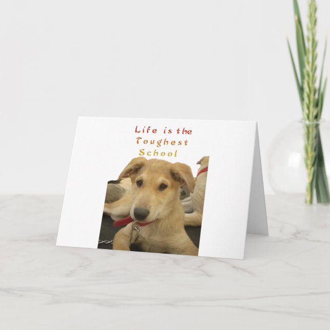 Tarjeta Sabiduría Dorada: Una mirada de perro a la escuela (Anverso)