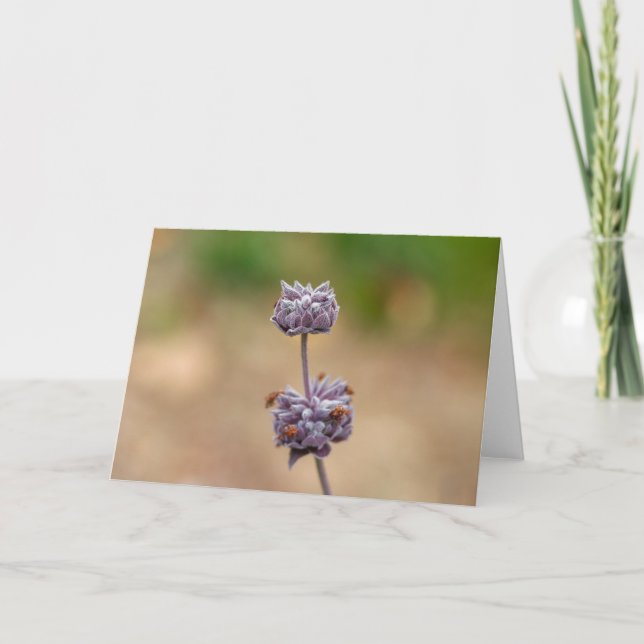 Tarjeta Sabio de Cleveland (Anverso)