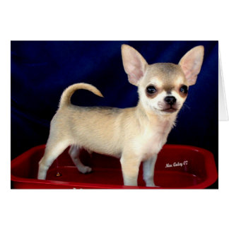 Tarjeta Sable Chihuahua