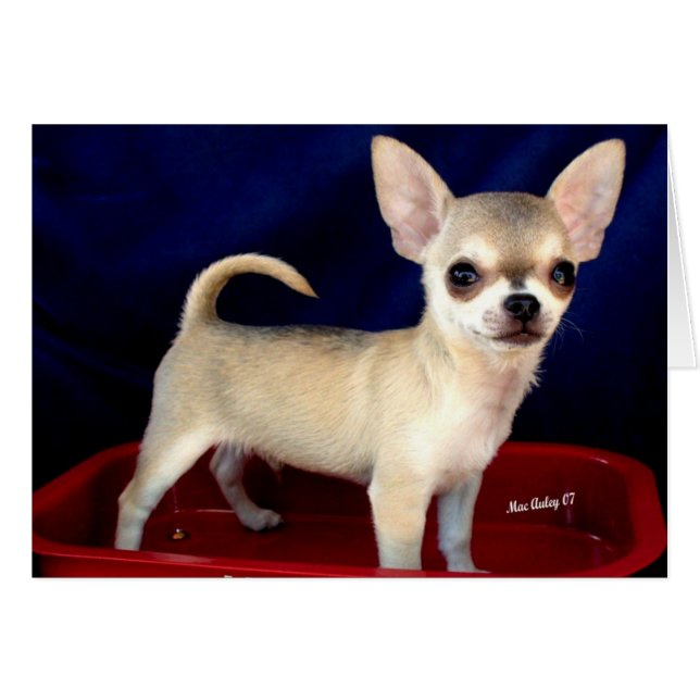 Tarjeta Sable Chihuahua (Anverso (Horizontal))