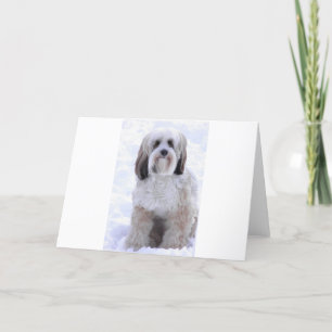 Tarjeta Sable y blanco de Terrier tibetano