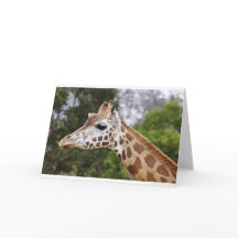Safari Africa Mod Moda  Destiny Giraffe