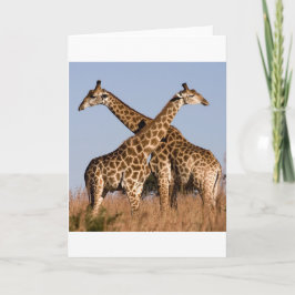 Tarjeta Safari Africa Mod Moda  Destiny Giraffe