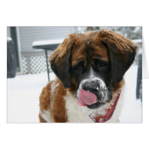 Tarjeta Saint Bernard para la Nieve con Licencia