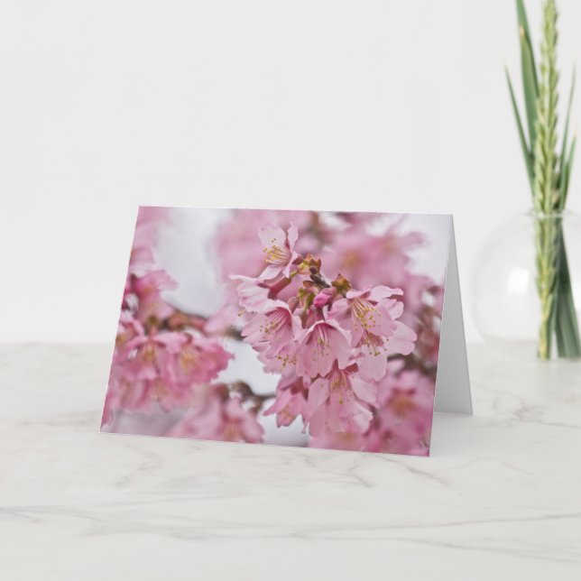 Tarjeta Sakura cerezo florece rosa pálido (Anverso)